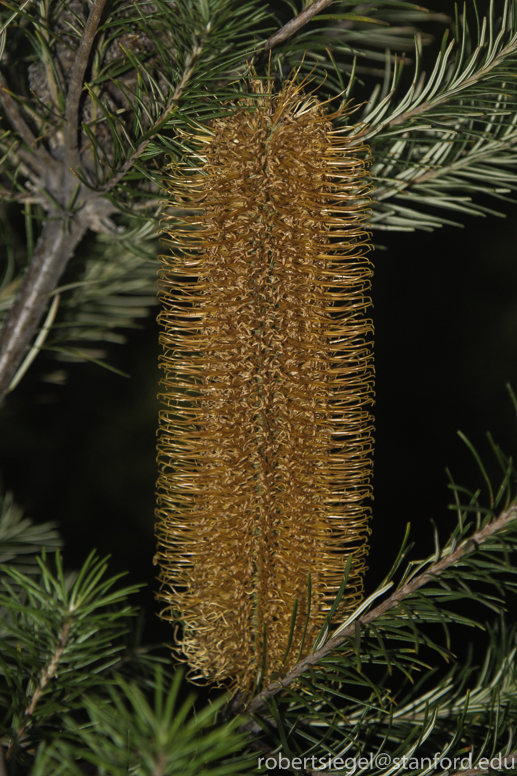 banksia